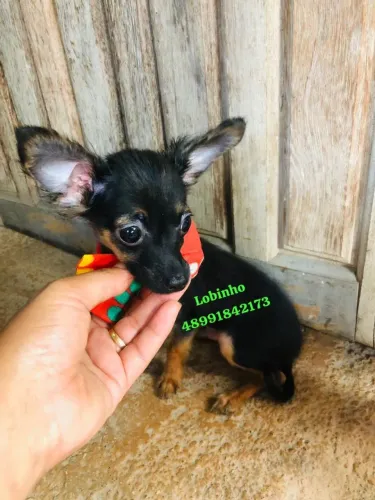 Lindo machinho de pinscher com chihuahua com pelo