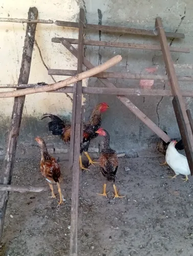 Lote de galinhas