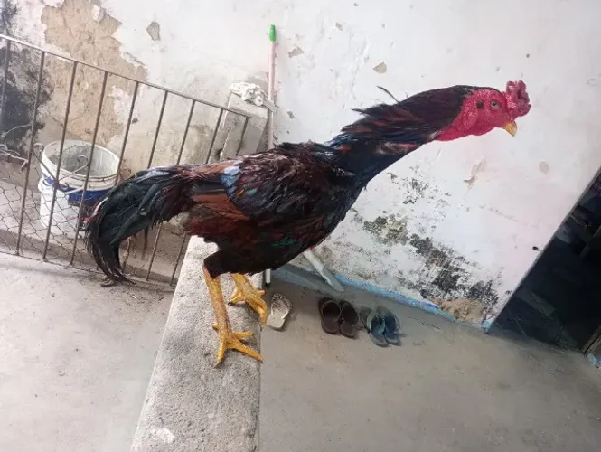 Vendo Galos e galinhas da raça Mura ou Moura
