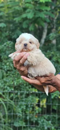 Shih-tzu Macho Olhos Claros