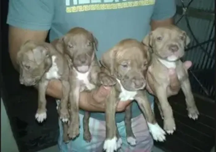 pitbull x labrador CHAMA 9975I649I entrego só paga ao receber *