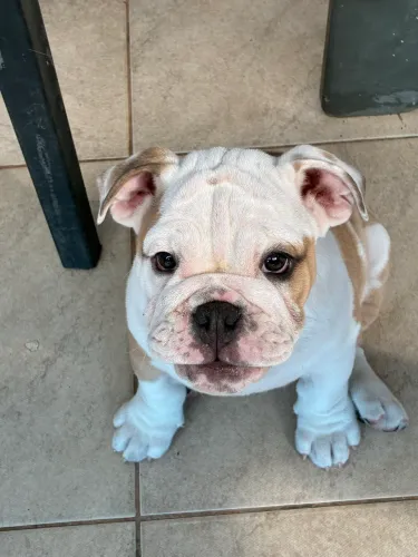 Buldogue inglês 