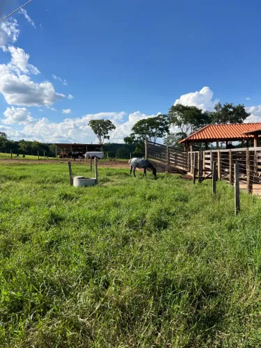 Vendo Fazenda em Alexânia, pronta para produção de leite, 11,3 Alqueires