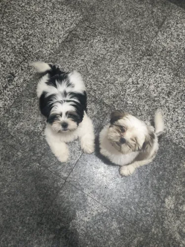 Lhasa Apso macho