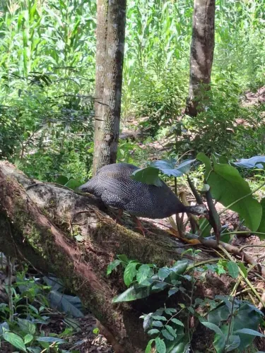 Vendo 02 fêmeas de galinha de Angola