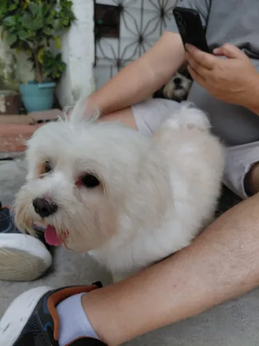 Maltês com poodle procura namorada