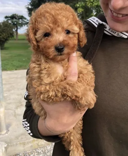 Última Filhotinha de Poodle - Disponível Agora Mesmo
