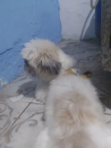 Cachorro