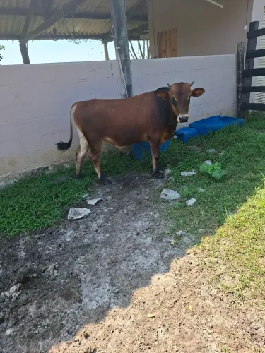 Mini boi