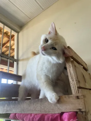 Gato peludo castrado 
