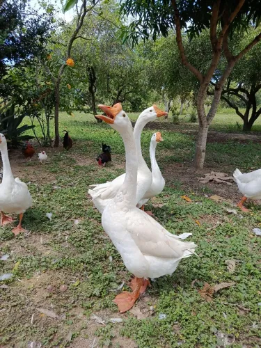 GANSO SINALEIRO CHINÊS BRANCO MACHO DISPONÍVEL 