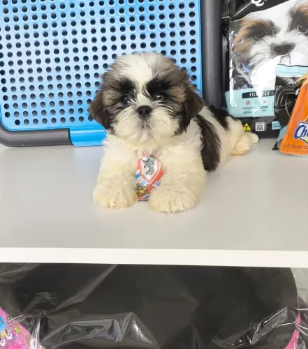 shih-tzu macho