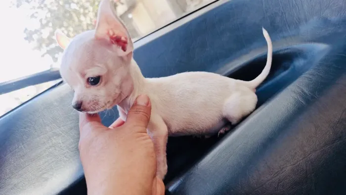 Chihuahua micro 3 meses 340 grama
