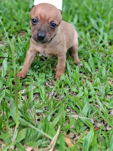 Pinscher macho e femea lindos demais 
