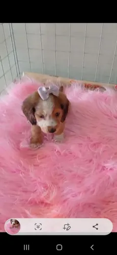 Dachshund Teckel salsichinha pelo curto e pelo longo, lindas cores