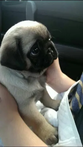 Pug O tipo de cachorro que todos admiram