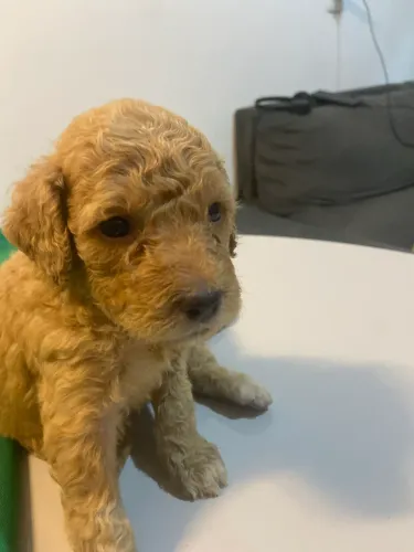 Filhotes de poodle 
