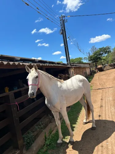Égua mangalarga marchador registrada