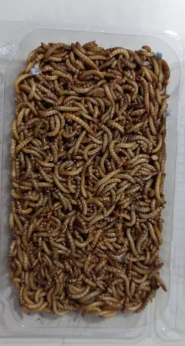 Minhocas