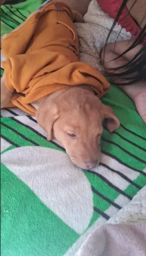 Vende filhote de golden retriver