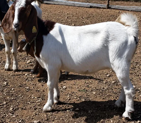 Cabra Boer Pura