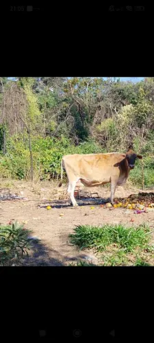 Vendo Vaca