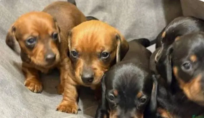 Basset Dachshund Mini Filhotes Black in Tan ou Caramelo. 