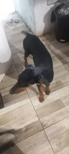 Doberm  oropeu 