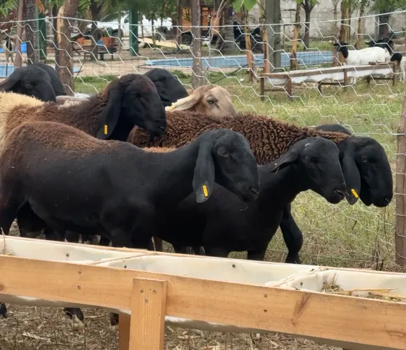 Lote carneiros Berganes + Santa Inês