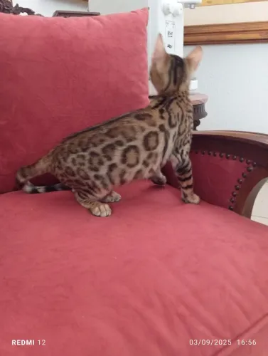 Macho e fêmea de Bengal