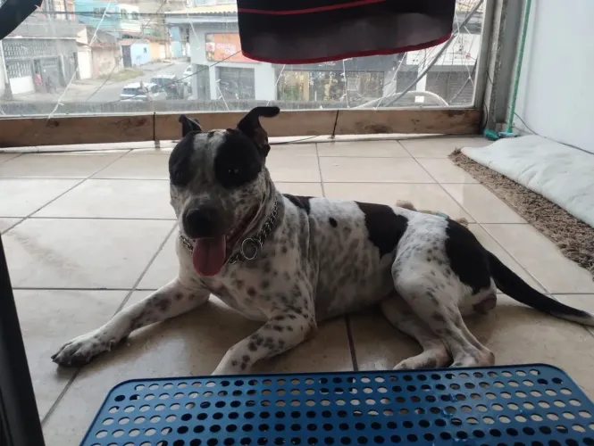 Adoção responsável 