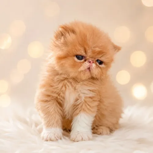 Gato Persa Castrado!