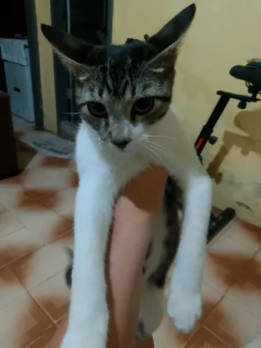 Gato macho