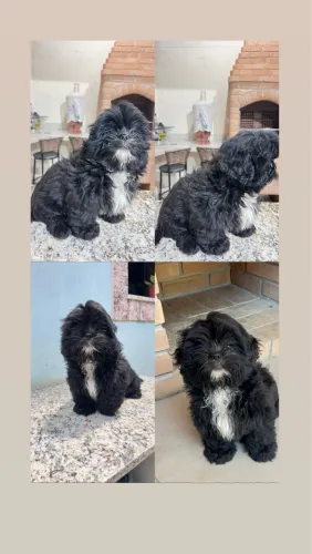 Filhote de Shih Tzu macho disponível ?