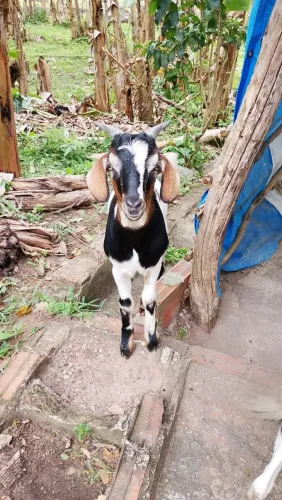Vendo lindo Bode Boer
