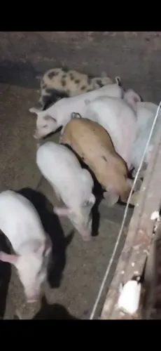 Vendo porcos
