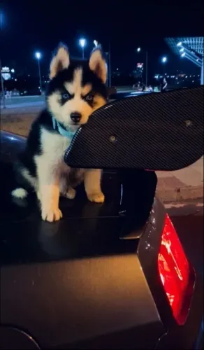 Husky Siberiano,Husky Siberiano Filhote Muito Amoroso e Dócil