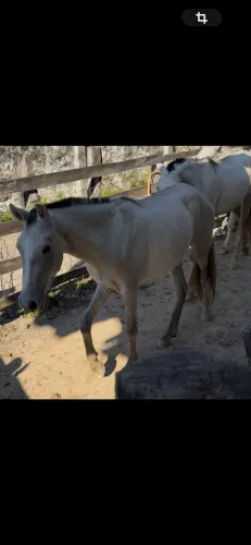 Cavalo, potro macho, dois animais , um com 1 ano e um com uns 2 anos 