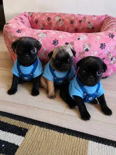 Filhote de Pug macho