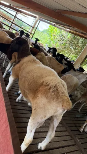 Ovelhas