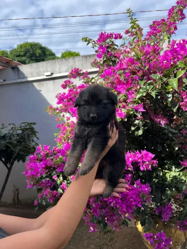 FILHOTE DE PASTOR MACHO
