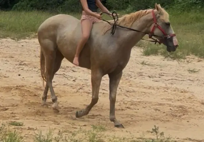 Cavalo