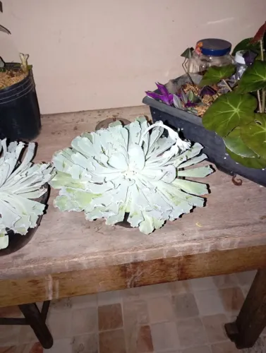 Sementes e plantas