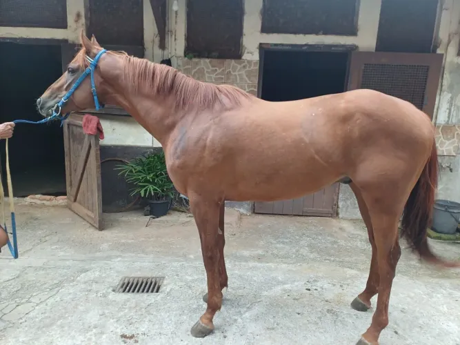 Cavalo lindo demais pra lazer e reprodução