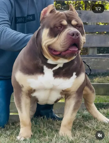 American bully XL 