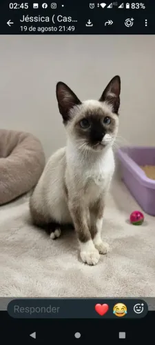 Gatinhos pra adoção responsável