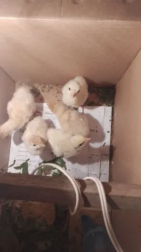 Filhotes de peru branco