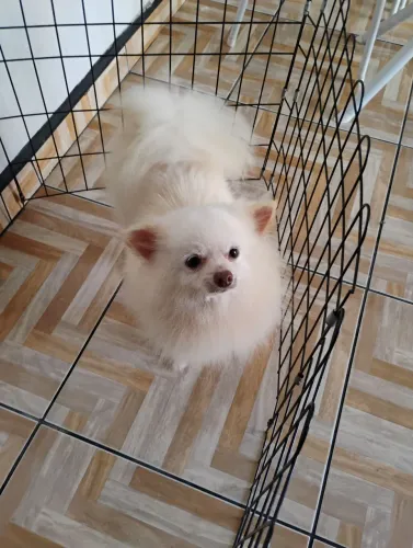Vendo Spitz alemão 