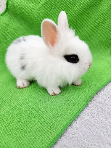 COELHO ANÃO MINI PEQUENO