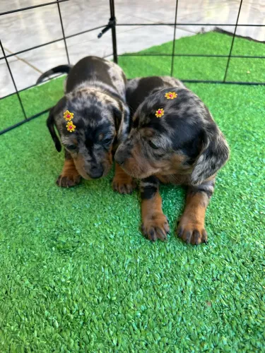 Filhotes de Basset